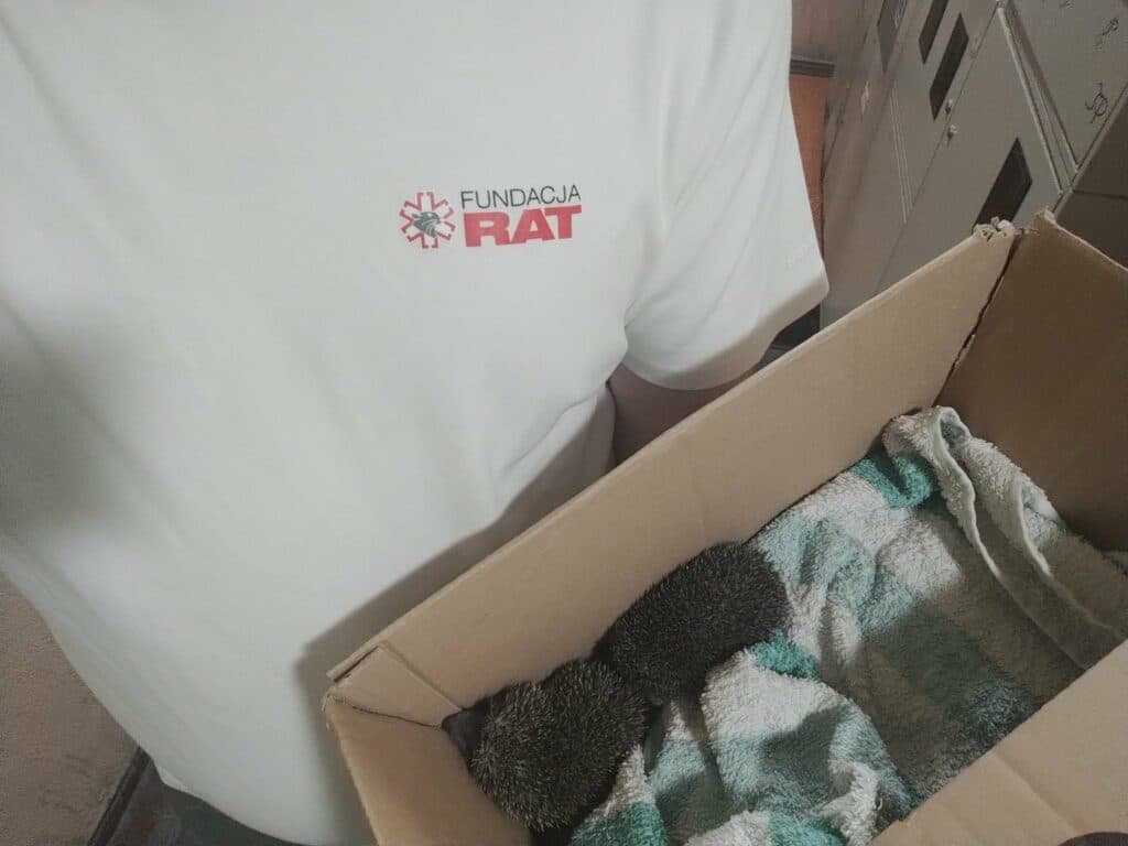 Zdjęcie uratowanych jeży